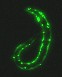 image of a transparent, microscopic worm called C. elegans created by Dr. Guy Caldwell and his colleagues