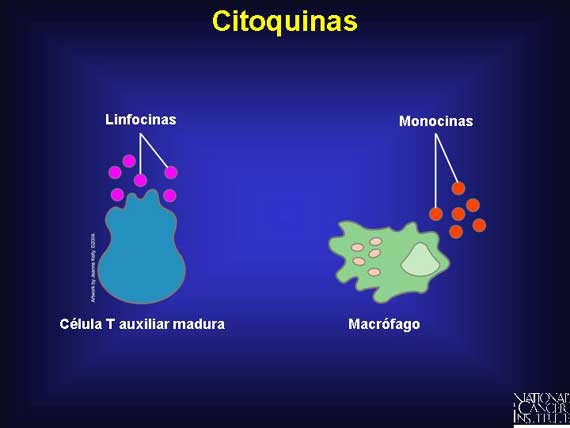 Citoquinas