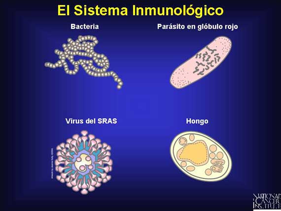 El Sistema Inmunológico