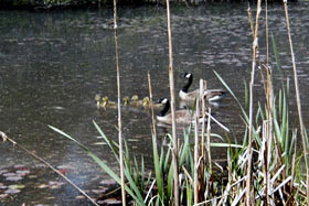 image of geese in wetland