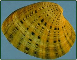 butterfly mussel (Ellipsaria lineolata)