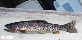 cutthroat trout (Oncorhynchus clarkii)