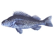 Eurasian ruffe (Gymnocephalus cernuus)