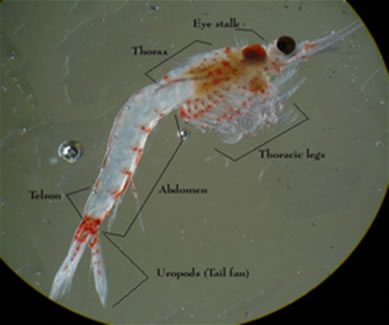 Image of hemimysis anatomy