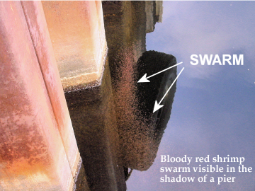 Image of swarm of hemimysis