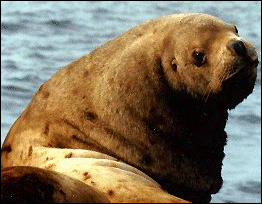 Steller sea lion bull photo taken by Rolf Ream