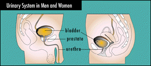 [urinary system in men and women]