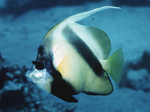 Image of Red Sea Bannerfish.