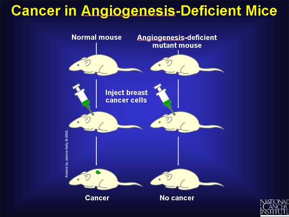 Cancer in Angiogenesis-Deficient Mice