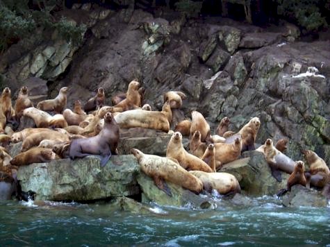 photo of Steller sea lions