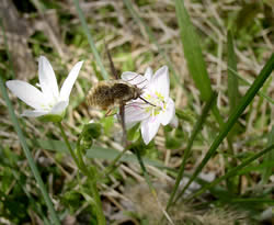 Bee fly visiting a spring beauty.