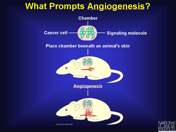 What Prompts Angiogenesis?