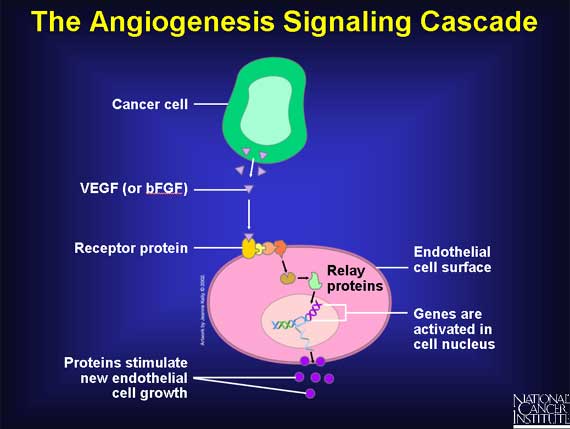 The Angiogenesis Signaling Cascade