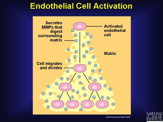 Endothelial Cell Activation