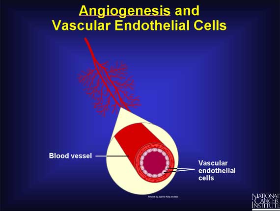 Angiogenesis and Vascular Endothelial Cells