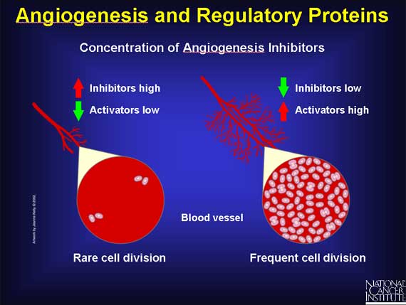 Angiogenesis and Regulatory Proteins