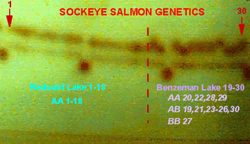 genetic signature of two stocks of sockeye salmon