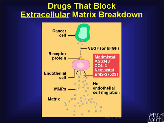 Drugs That Block Extracellular Matrix Breakdown