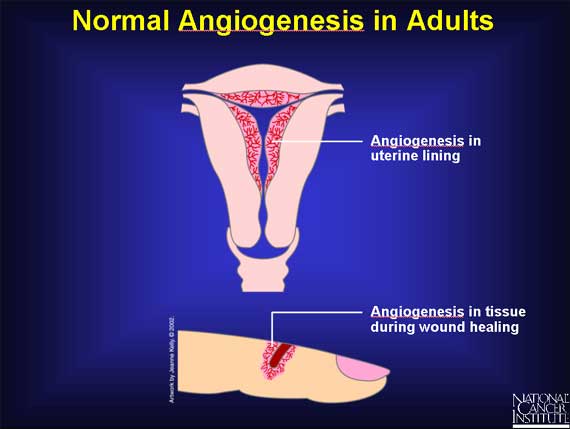 Normal Angiogenesis in Adults