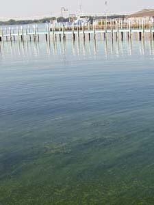 NOAA image of harmful algal blooms (Microcystis) in South Bass Island in Lake Erie taken Aug. 4, 2006.