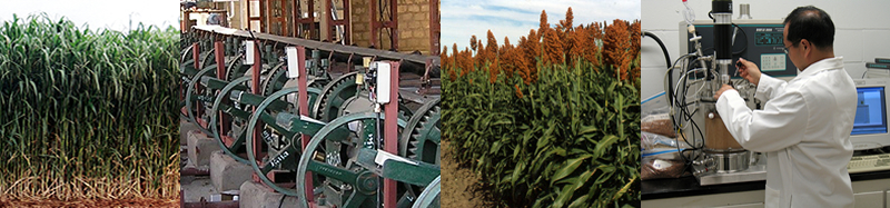 Top Banner Image of Sorghum Crops and Lab Work