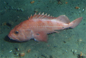 Adult shortraker as seen from Delta submarine