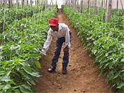 Imagen de un campesino dominicano