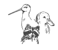 GIF -- Picture of duck, raccoon, and tern