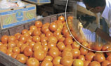 Photo: Crate of oranges with an inset of APHIS inspector looking in crates
