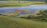 Photo: Restored wetland
