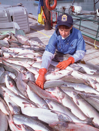 An FDA investigator inspects freshly caught fish on board a boat
