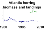 Atlantic herring biomass and landings **click to enlarge**