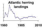 Atlantic herring landings **click to enlarge**