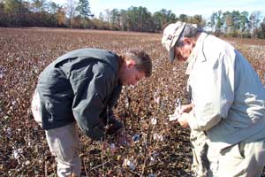 PHOTO: Hatch and an adjuster count cotton locks and bolls.