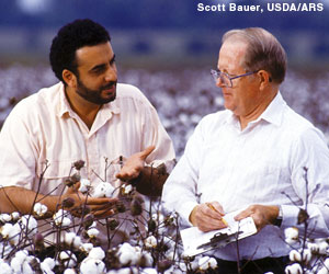 Photo: Scientist record cotton plant height, nodes to aid in quality and yield research.
