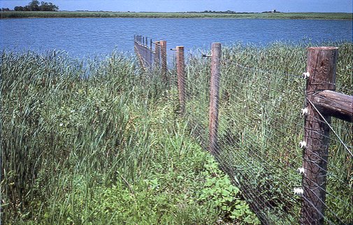 Photo of predator barrier with electric fence extending into a wetland.