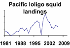 Market squid landings **click to enlarge**