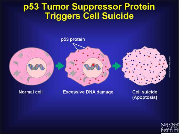 p53 Tumor Suppressor Protein Triggers Cell Suicide