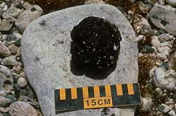 Tarball on rock with 15 centimeter scale