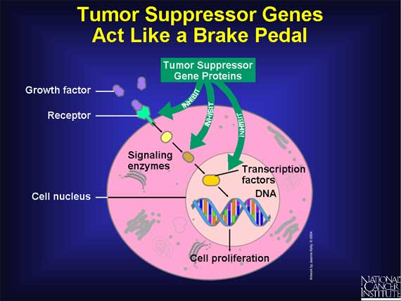 Tumor Suppressor Genes Act Like a Brake Pedal