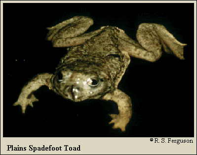 JPG - Plains Spadefoot Toad