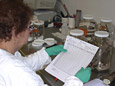 Woman Reviewing Lab Sheet