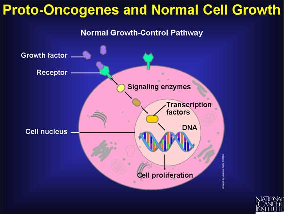 Proto-Oncogenes and Normal Cell Growth