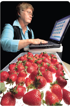 Photo of Susan Carson, a Sandia researcher, working at a computer with a tray of strawberries in the forground.