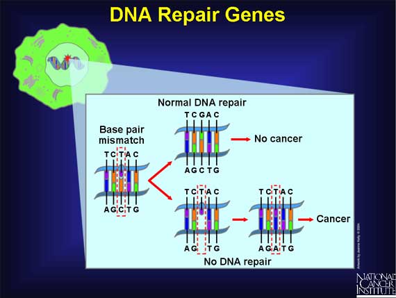DNA Repair Genes