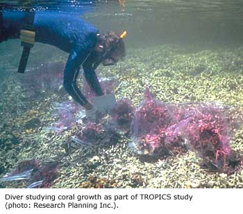 Diver studying coral growth as part of TROPICS study.