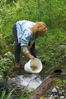 Strandley Manning Reintroduction of resident trout into stream.