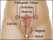 Diagram of the female genital tract depicting fallopian tubes, ovaries, uterus, cervix, vagina, and vulva.