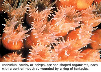 Individual corals, or polyps, are sac-shaped organisms, each with a central mouth surrounded by a ring of tentacles.