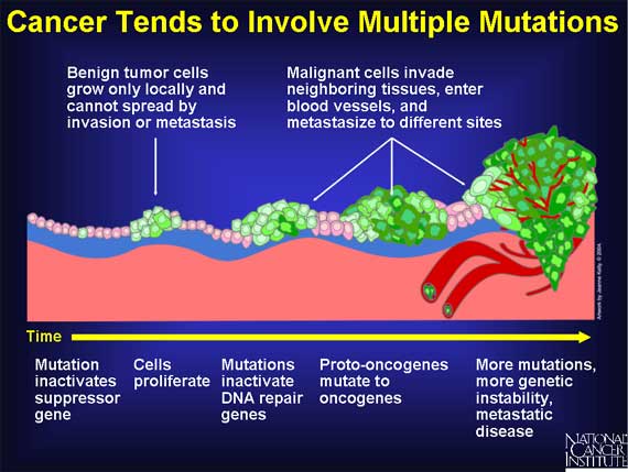 Cancer Tends to Involve Multiple Mutations
